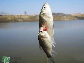 端午節(jié)好釣魚嗎?？端午節(jié)可以釣魚嗎？