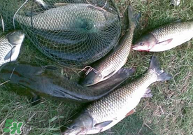 端午節(jié)好釣魚嗎?？端午節(jié)可以釣魚嗎？