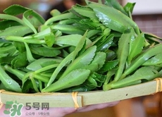 竹葉菜是什么菜?竹葉菜長什么樣子? 竹葉菜是什么菜?竹葉菜長什么樣子?