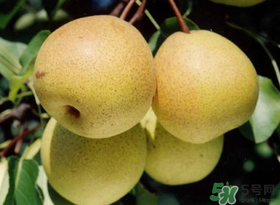五月份有梨嗎？農(nóng)歷5月的梨能吃嗎？