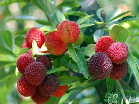 五月份有楊梅嗎？五月份的楊梅能吃嗎？