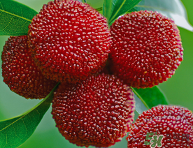 五月份有楊梅嗎？五月份的楊梅能吃嗎？