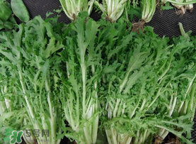 苦菜和羊肉能一起吃嗎？苦菜能和羊肉一起吃嗎？