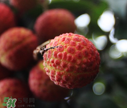 荔枝一天吃多少合適？荔枝一天最多吃幾個？