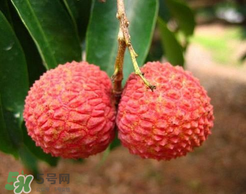 荔枝一天吃多少合適？荔枝一天最多吃幾個？