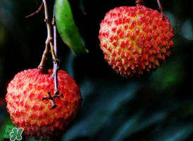 荔枝放冰箱能放多久？荔枝放久了會怎么樣？