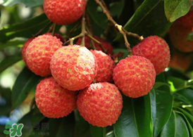 荔枝為什么要泡在水里？荔枝泡鹽水多久？