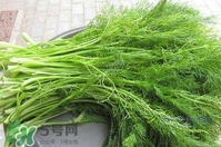 茴香菜什么時(shí)候種？茴香菜什么季節(jié)吃