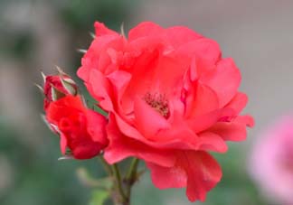 小滿開什么花？小滿節(jié)氣開的植物