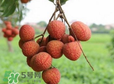 白糖罌和妃子笑哪個(gè)好吃？妃子笑和白糖罌的區(qū)別