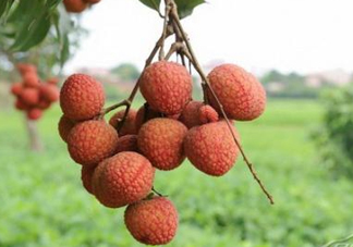 白糖罌和妃子笑哪個好吃？妃子笑和白糖罌的區(qū)別