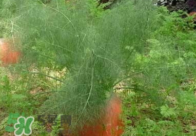 茴香菜是什么菜？茴香菜是香菜嗎