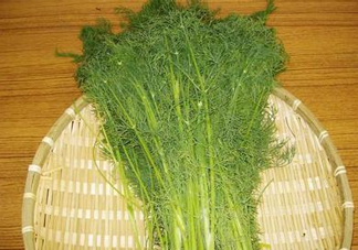 茴香菜什么時候種？茴香菜什么季節(jié)吃