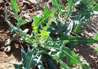 苦菜怎么保存？苦菜怎么保存時(shí)間長(zhǎng)？