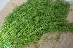 茴香菜什么時(shí)候種？茴香菜什么季節(jié)吃