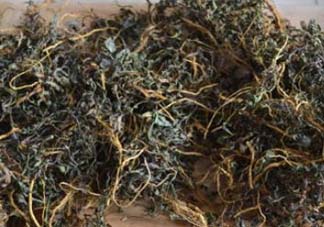 苦菜可以曬干嗎？苦菜怎么曬干？