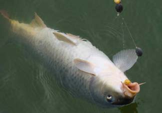 端午節(jié)好釣魚嗎?？端午節(jié)可以釣魚嗎？