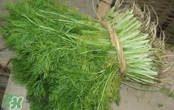 茴香菜是酸性還是堿性？什么人不能吃茴香菜