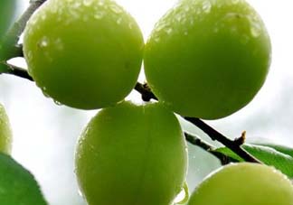 青梅可以直接吃嗎？剛摘下的青梅可以直接吃嗎?？