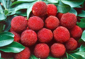 五月份有楊梅嗎？五月份的楊梅能吃嗎？