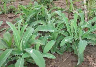 苦菜多少錢一斤？苦菜多少錢一斤2017？