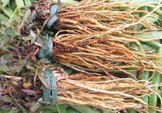 苦菜根能吃嗎？苦菜根的功效與作用