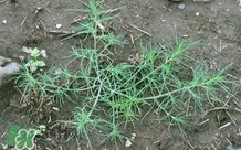 豬毛菜怎么做好吃？豬毛菜怎么吃好吃