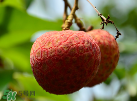 掛綠荔枝為什么那么貴？為什么掛綠荔枝這么貴？