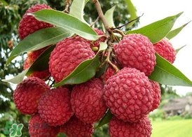 掛綠荔枝為什么那么貴？為什么掛綠荔枝這么貴？