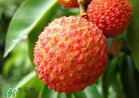 吃荔枝被酒駕怎么辦？吃荔枝酒駕是真的嗎？