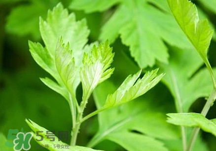 艾葉是艾蒿嗎？艾葉是什么樣的