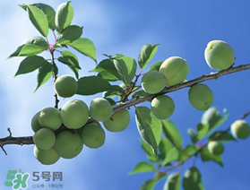 哪些人不能吃青梅？青梅的禁忌