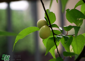 哪些人不能吃青梅？青梅的禁忌