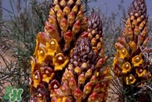 肉叢蓉怎么吃補腎？肉蓯蓉的食用方法