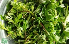 艾葉是什么植物？艾葉和艾草是一回事嗎？