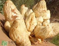 肉叢蓉怎么吃補腎？肉蓯蓉的食用方法