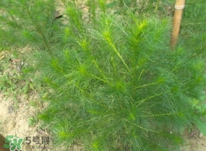 豬毛菜怎么做好吃？豬毛菜怎么吃好吃