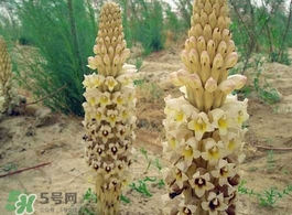 肉叢蓉怎么吃補腎？肉蓯蓉的食用方法