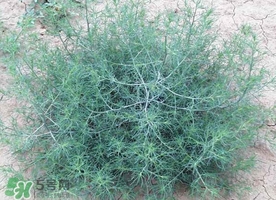 豬毛菜怎么做好吃？豬毛菜怎么吃好吃