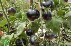 黑番茄是轉(zhuǎn)基因嗎？黑番茄是轉(zhuǎn)基因食品嗎