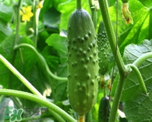 黃瓜敷臉可以美白嗎？黃瓜敷臉美白效果好嗎？