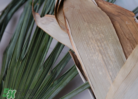 干粽葉要煮嗎？干粽葉到底是泡好還是煮好？