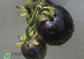 黑番茄能生吃嗎？黑番茄可以生吃嗎