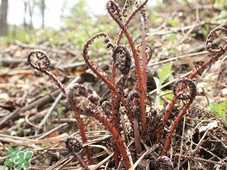 猴腿菜是發(fā)物嗎?猴腿菜孕婦可以吃嗎? 猴腿菜是發(fā)物嗎?猴腿菜孕婦可以吃嗎?