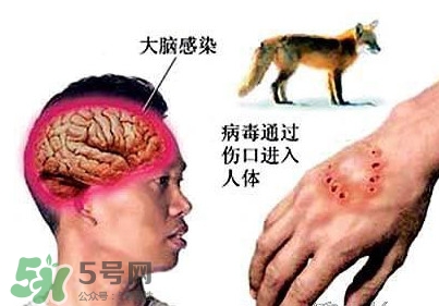 狂犬病是通過什么傳播的？狂犬病傳播途徑有哪些