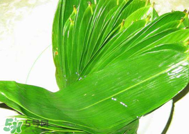 粽葉有幾種？粽葉哪種好？