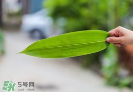 粽葉有幾種？粽葉哪種好？