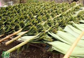 粽葉是干的好還是新鮮的好？干棕葉好還是新鮮棕葉好？