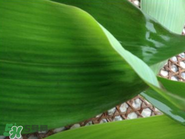 粽子葉要泡多久？粽子葉怎么泡？