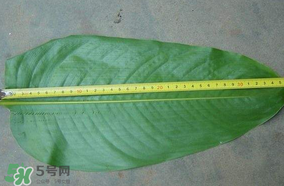 粽子葉要泡多久？粽子葉怎么泡？